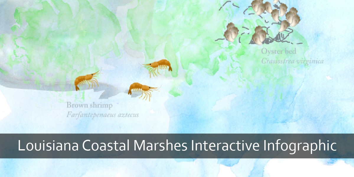 Louisiana Coastal Marshes Interactive Infographic